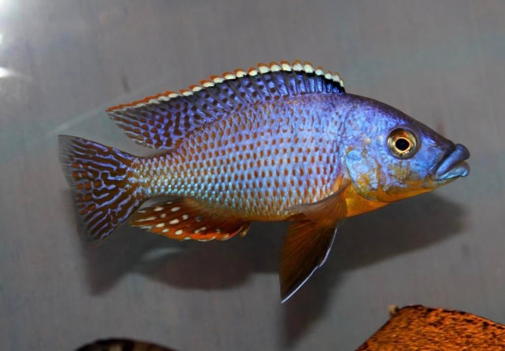 Gezocht Protomelas Taiwan Reef OB Protomels Thick Lip Mbenji