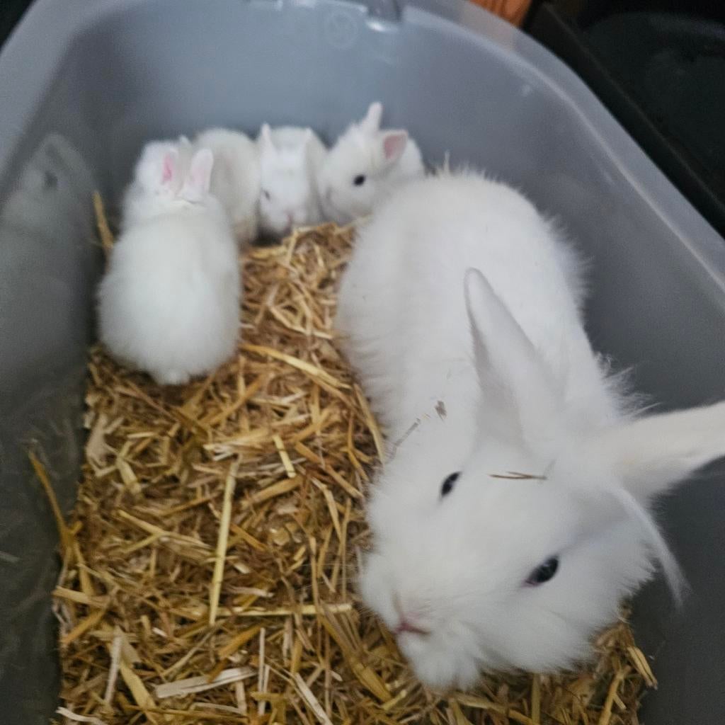 Baby konijnen, Dieren en Toebehoren, Konijnen, Meerdere dieren, Dwerg