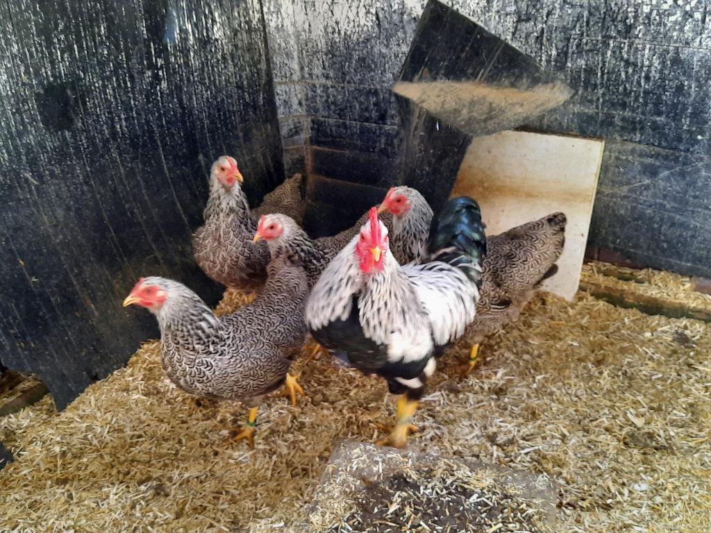 Mooie toom jonge meerzomig zilverpatrijs Plymouth Rock kriel, Meerdere dieren, Kip