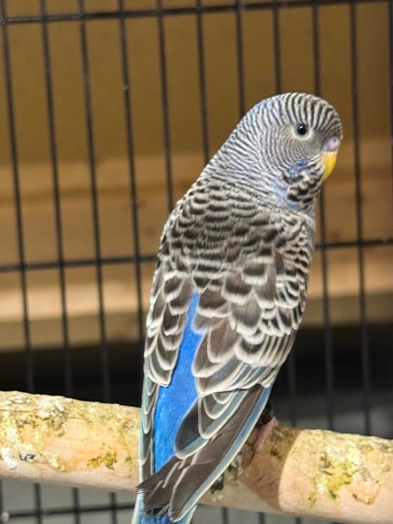 Blackface grasparkiet, Mannelijk, Parkiet, Geringd