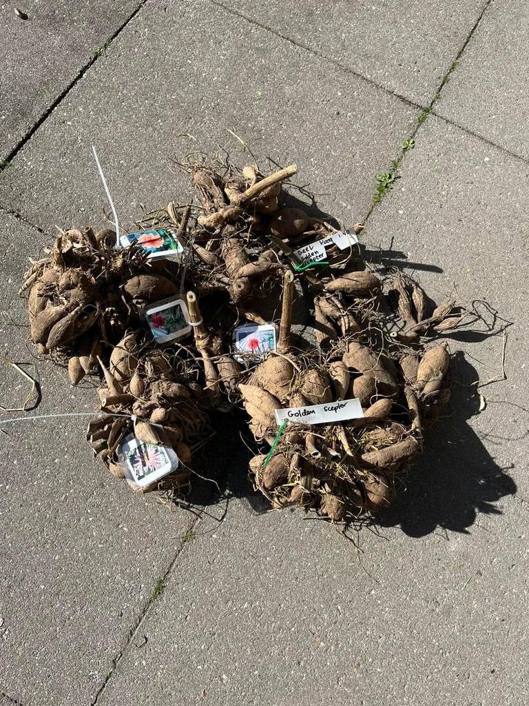 Dahlia’s, Ophalen, Volle zon, Knol