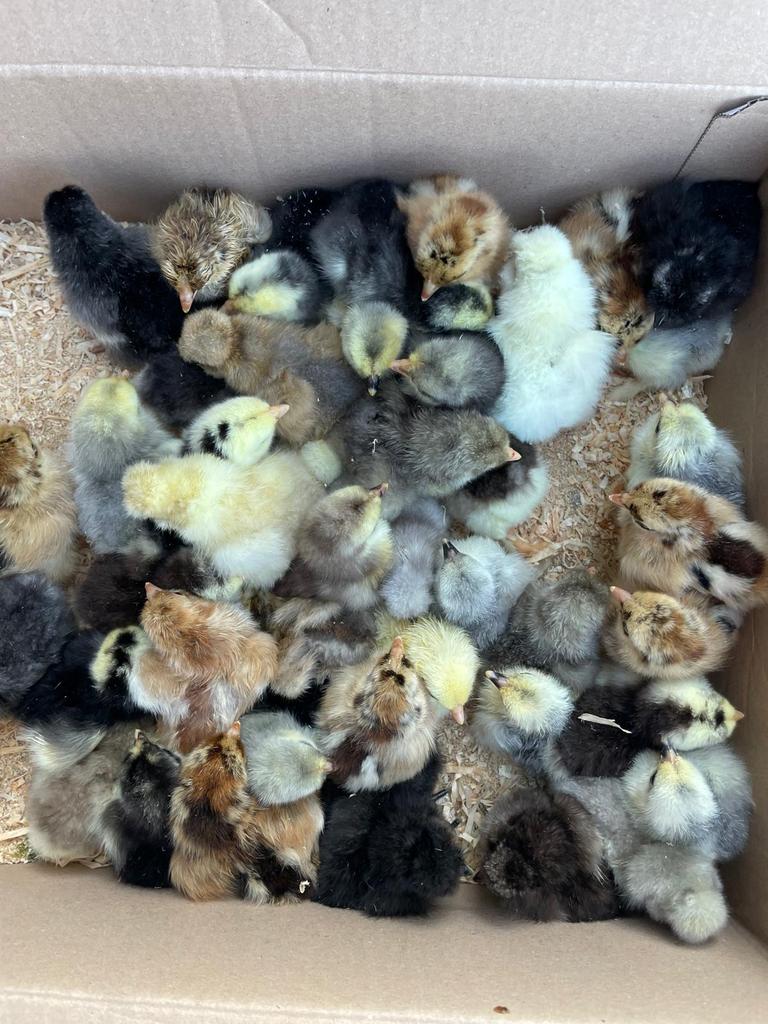 PAASACTIE !! Paaskuikens te koop, Dieren en Toebehoren, Pluimvee, Geslacht onbekend, Kip