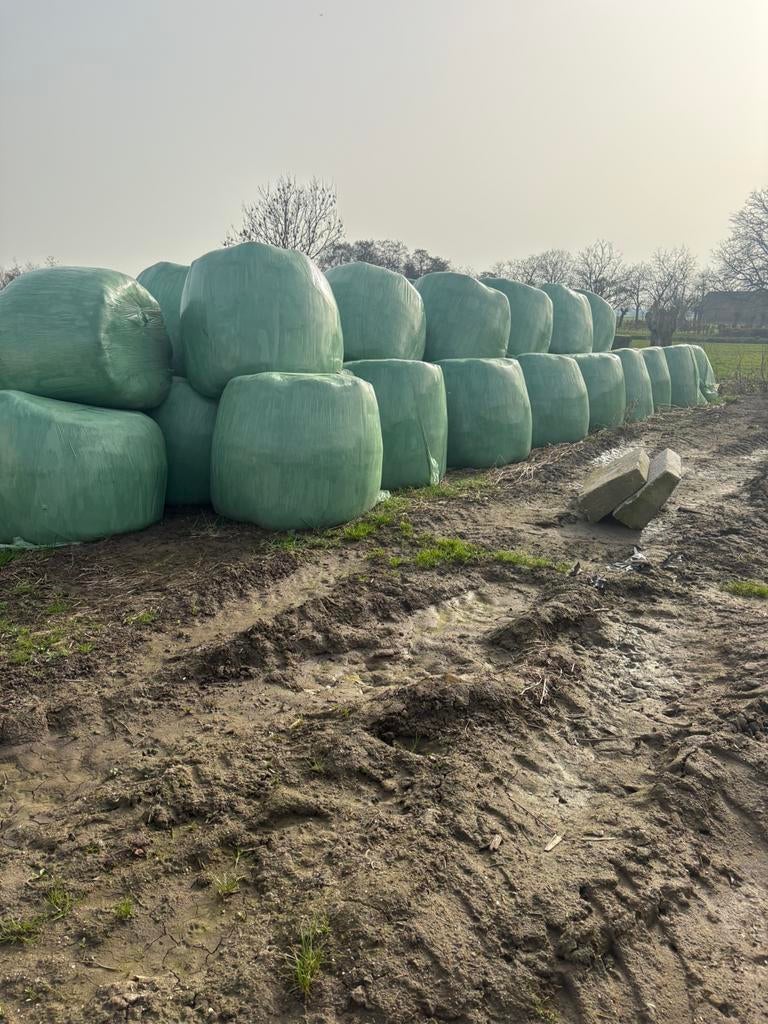 Balen te koop, Dieren en Toebehoren, Dierenvoeding, Ophalen of Verzenden, Vee