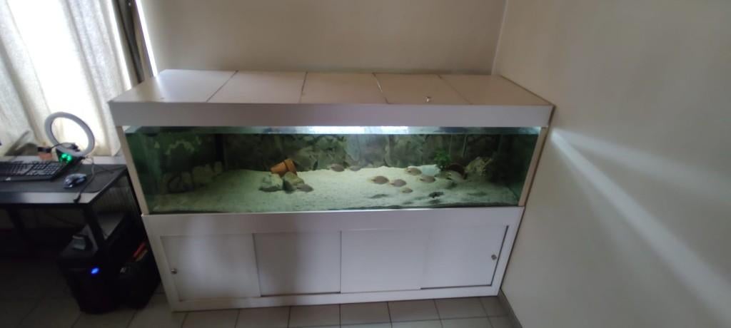 groot aquarium 2 meter, Dieren en Toebehoren, Vissen | Aquaria en Toebehoren, Gebruikt, Gevuld zoetwateraquarium, Ophalen