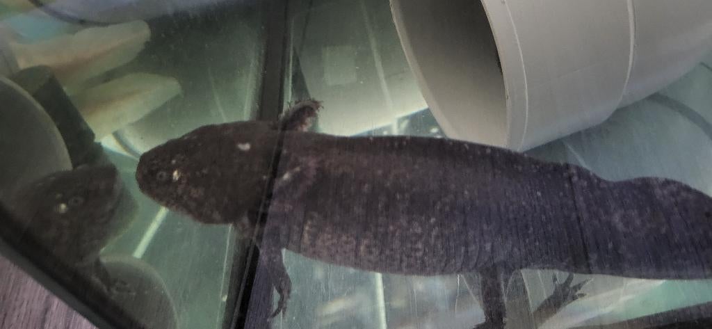 Axolotl gratis, Amfibie, 0 tot 2 jaar