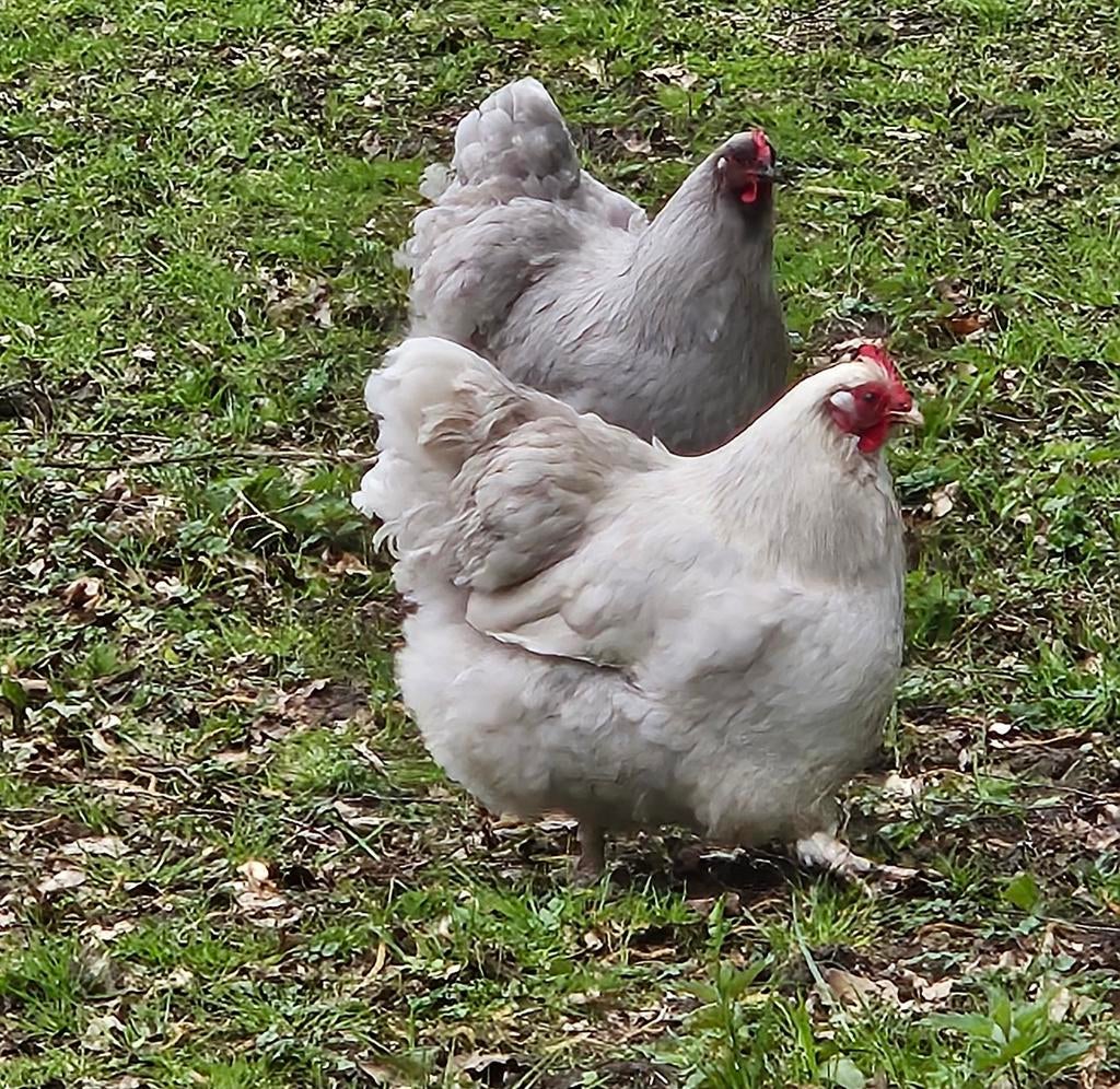 Orpington broedeieren, Dieren en Toebehoren, Pluimvee, Geslacht onbekend, Kip