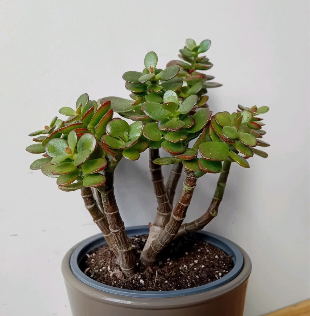 Bonsai crassula 25cm, Huis en Inrichting, Ophalen, Overige soorten, Halfschaduw, In pot