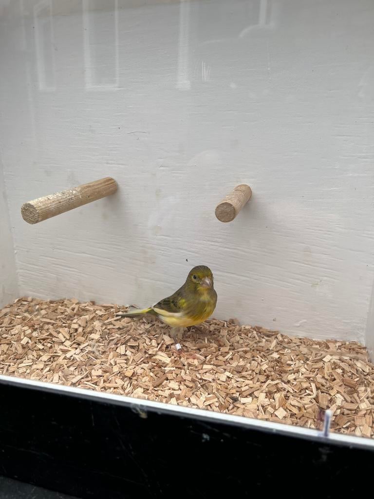 Raza espanol man 2025, Dieren en Toebehoren, Vogels | Kanaries, Mannelijk, Kleurkanarie