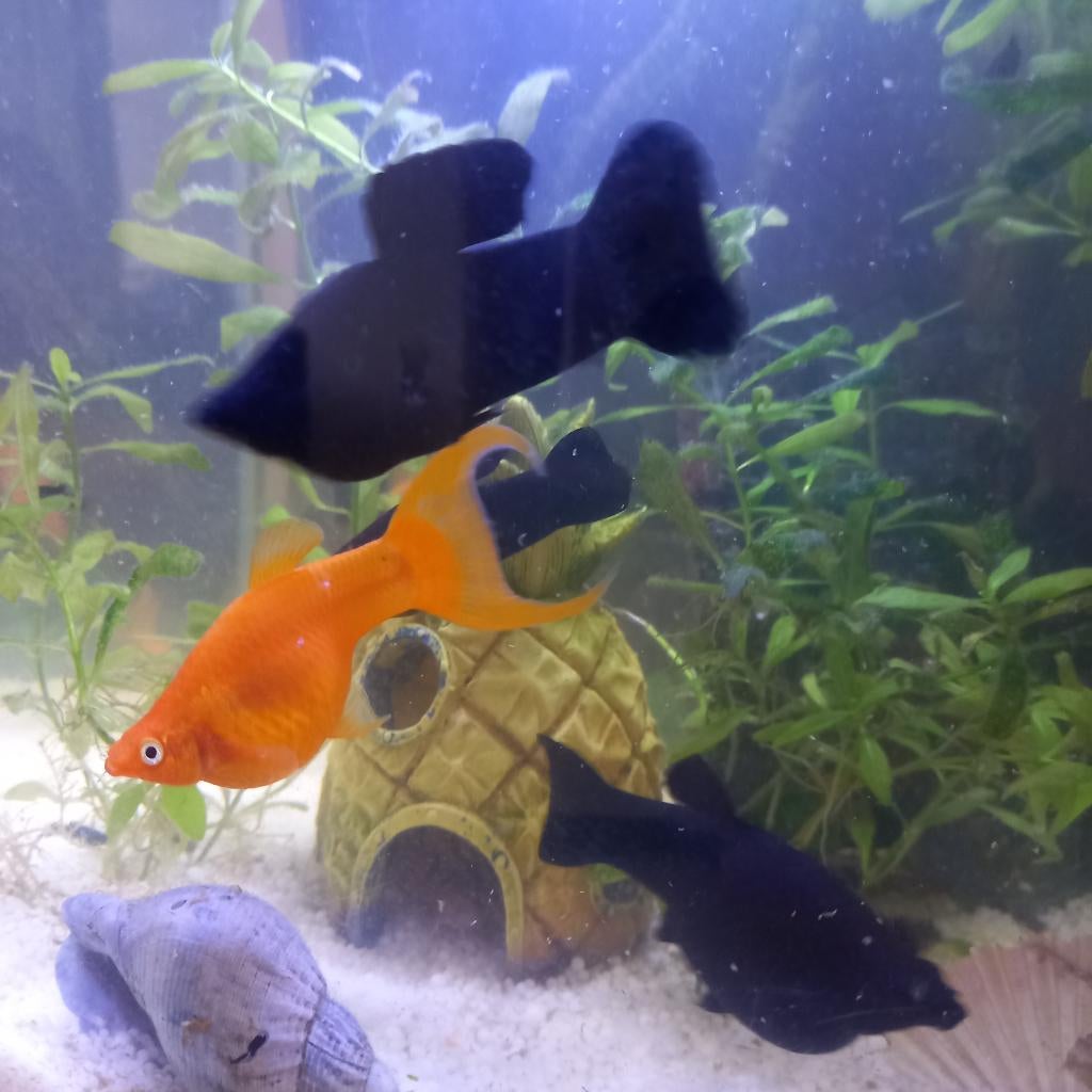 Black molly volwassen koppel - Gratis, Vis, Zoetwatervis