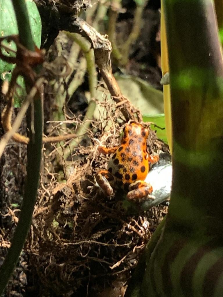 Gifkikkers, Amfibie, 0 tot 2 jaar