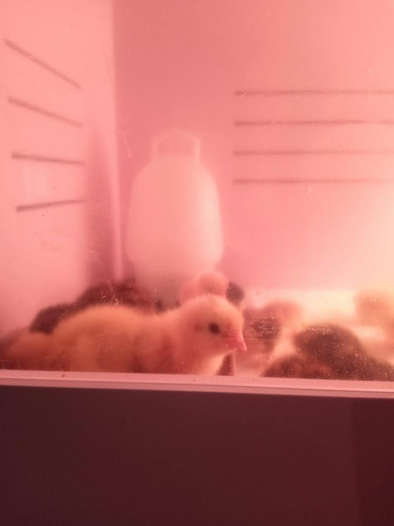 Kuikens van kleur leggers. Geb 02-04, Dieren en Toebehoren, Pluimvee, Kip