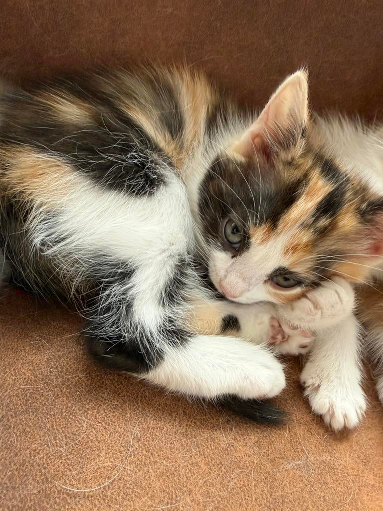 Kittens Noorse boskat x onbekend, Dieren en Toebehoren, Katten en Kittens | Overige Katten, Meerdere dieren, 0 tot 2 jaar
