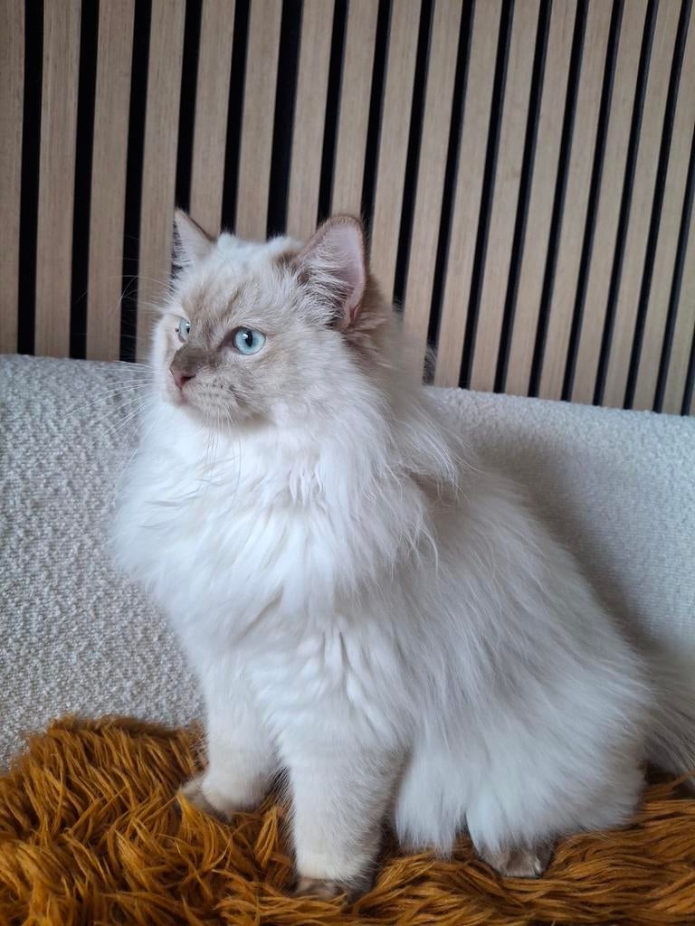 Cinnamon mink dekkater ragdoll, stamboom en getest