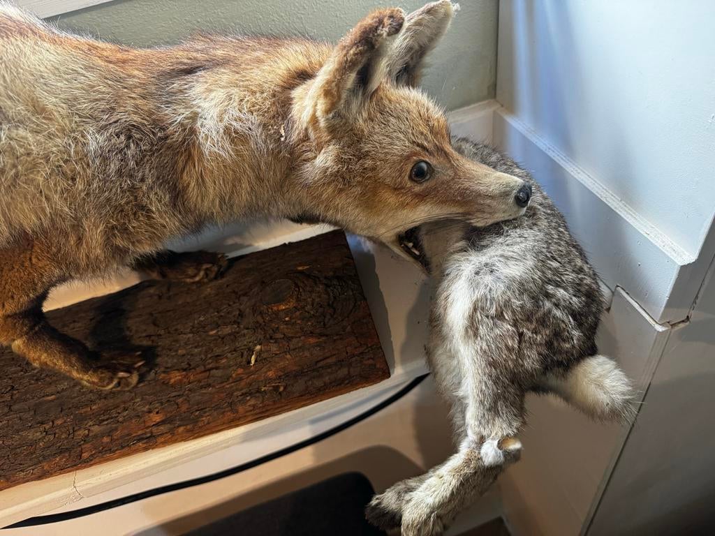 Opgezette vos met konijn, actiepreparaat, Ophalen, Gebruikt, Wild dier, Opgezet dier