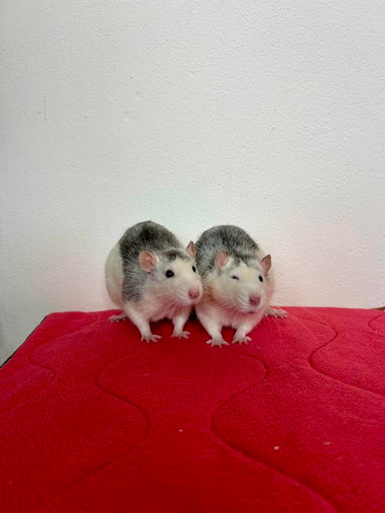Duo mannelijke tamme ratten ter adoptie - Rodent Rescue, Augustus, Mannelijk, Rat