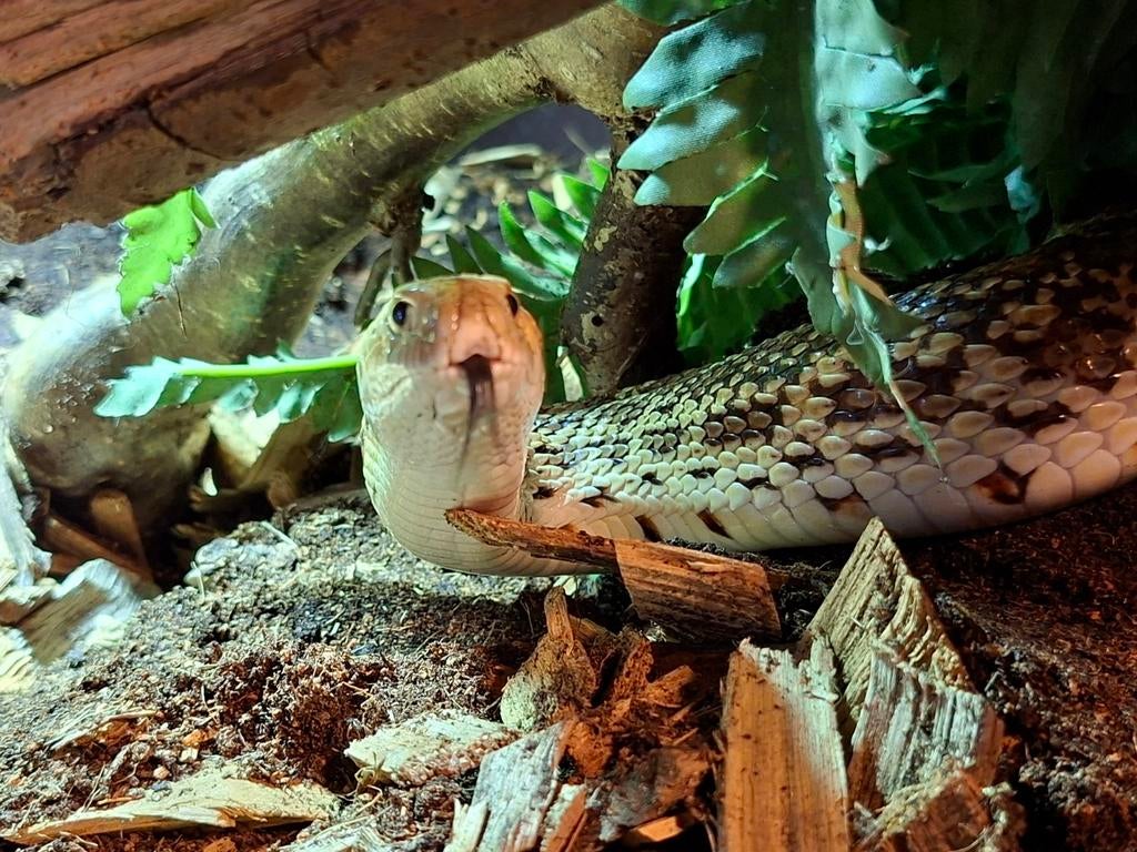 Stierslang man van 2024, Slang, 0 tot 2 jaar