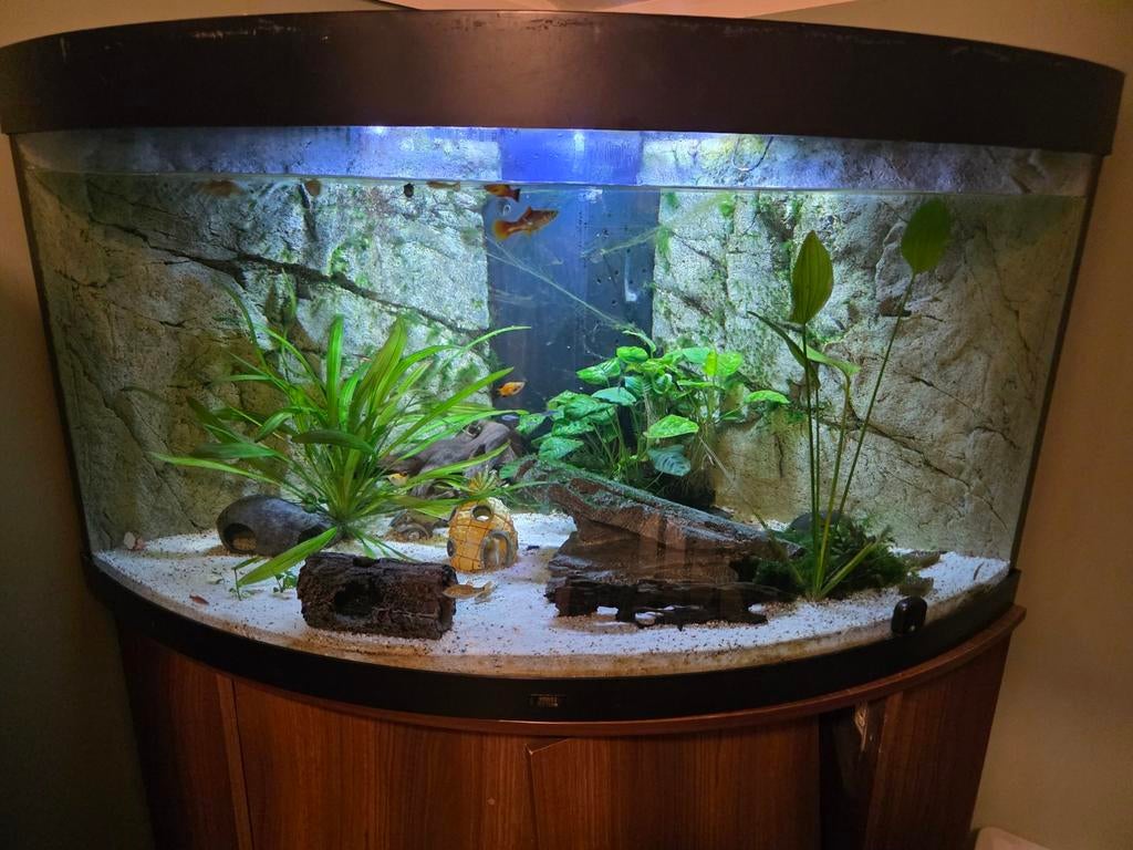 Juwel hoek aquarium Trigon 350 Led 123x87x65 cm, Dieren en Toebehoren, Vissen | Aquaria en Toebehoren, Ophalen, Gebruikt, Gevuld zoetwateraquarium