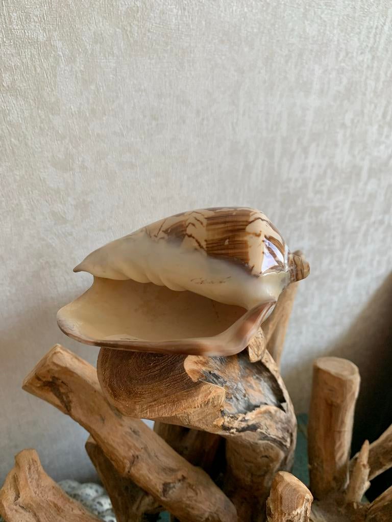 Prachtige Cymbiola Nobilis Schelp - Decoratief, Ophalen of Verzenden, Zo goed als nieuw