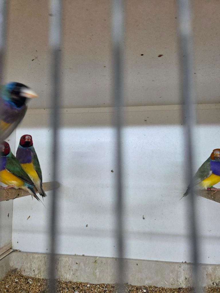 Goulds mannen, Mannelijk