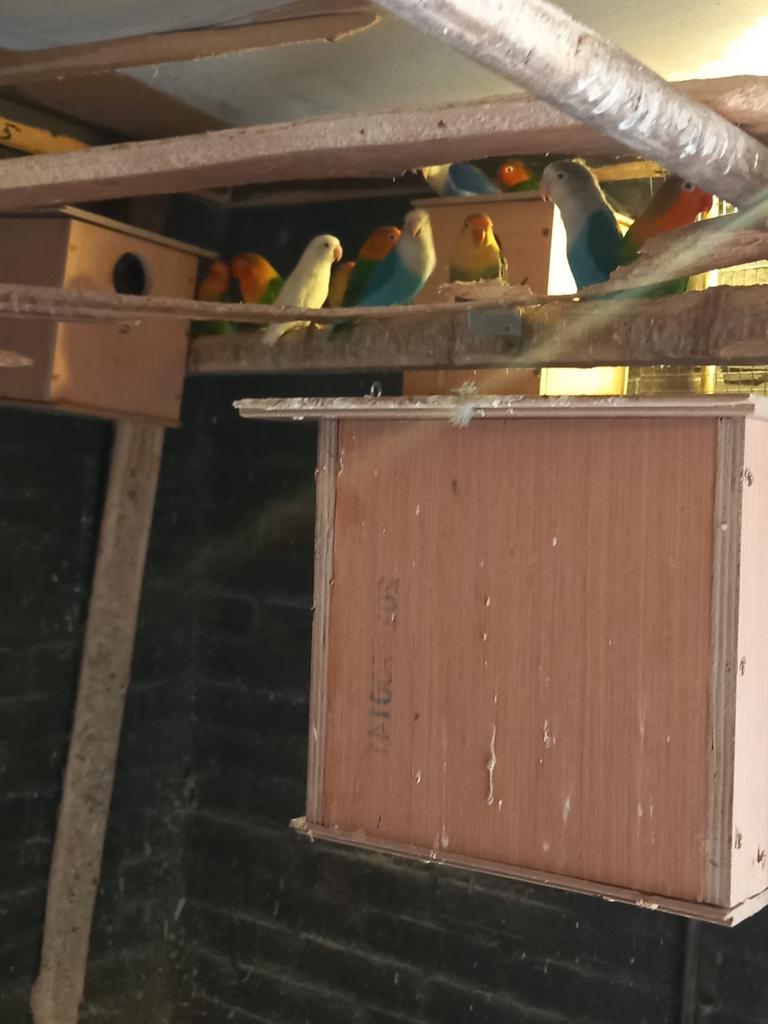 Vogels, Dieren en Toebehoren, Meerdere dieren, Parkiet