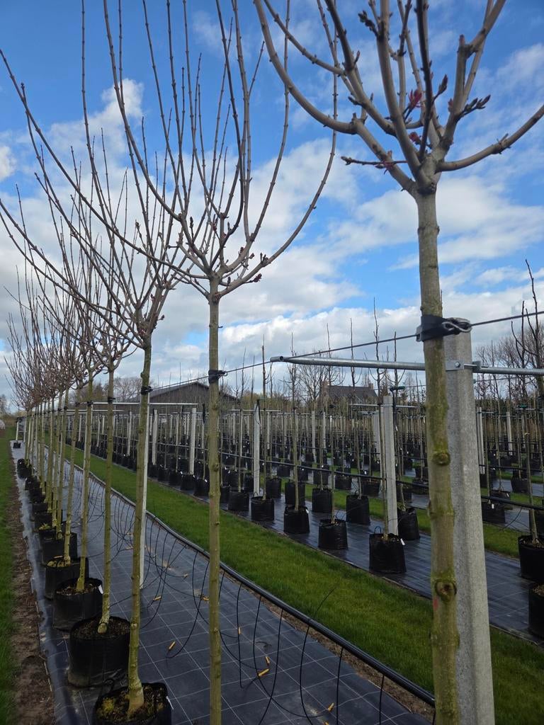 Bolesdoorn Acer Globosum, Tuin en Terras, Planten | Bomen, Ophalen, Bloeit niet, Halfschaduw, Overige soorten