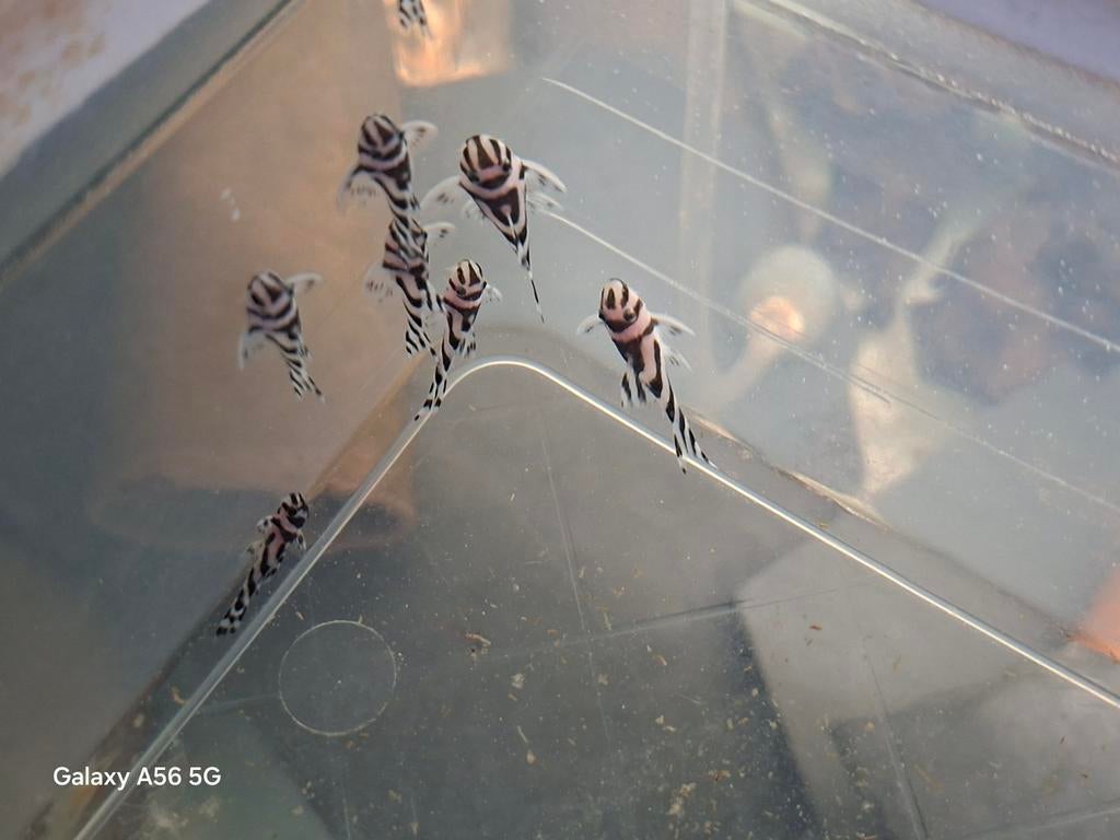 Jongen l046, Vis, Zoetwatervis