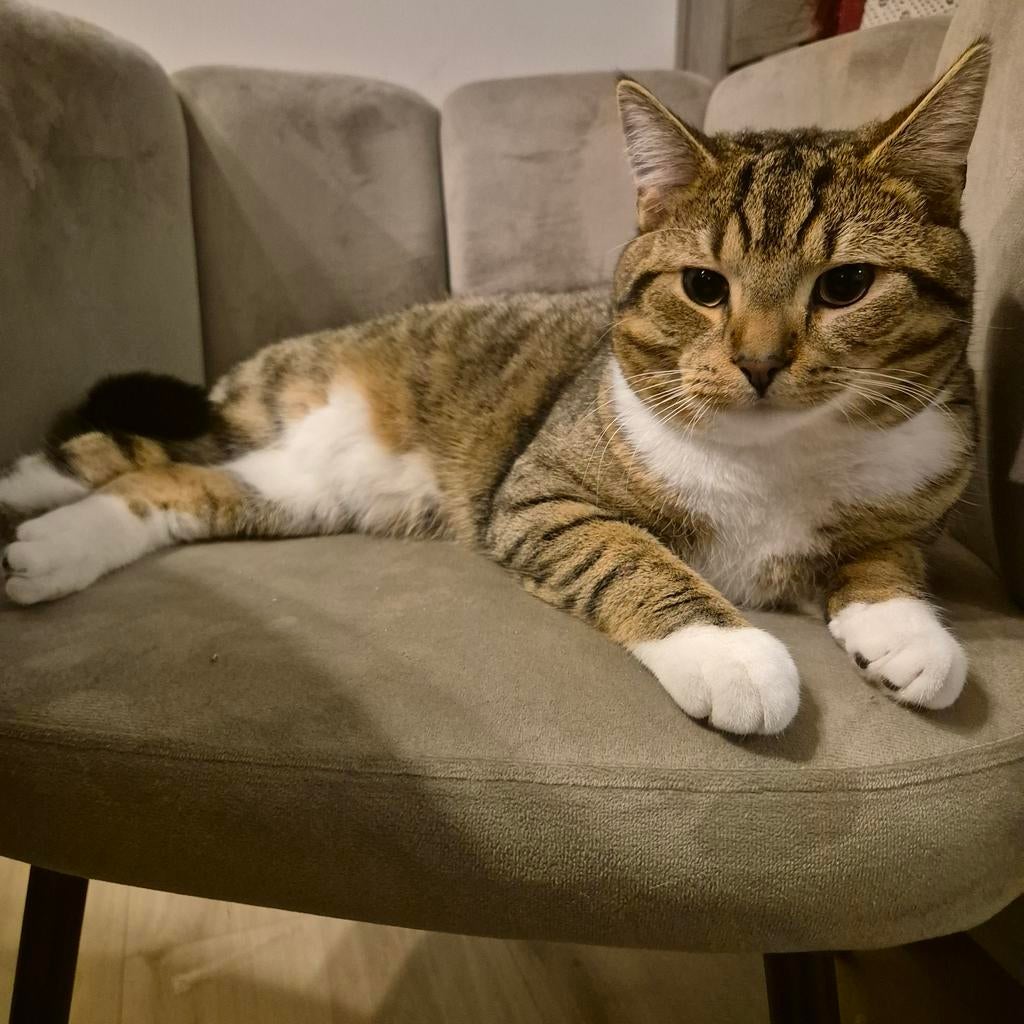 Lieve kater geen jaar oud, Dieren en Toebehoren, Kater