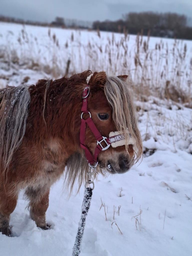 Verzorgster gezocht, Dieren en Toebehoren, Paarden en Pony's | Verzorgingsproducten, Nieuw, Ophalen