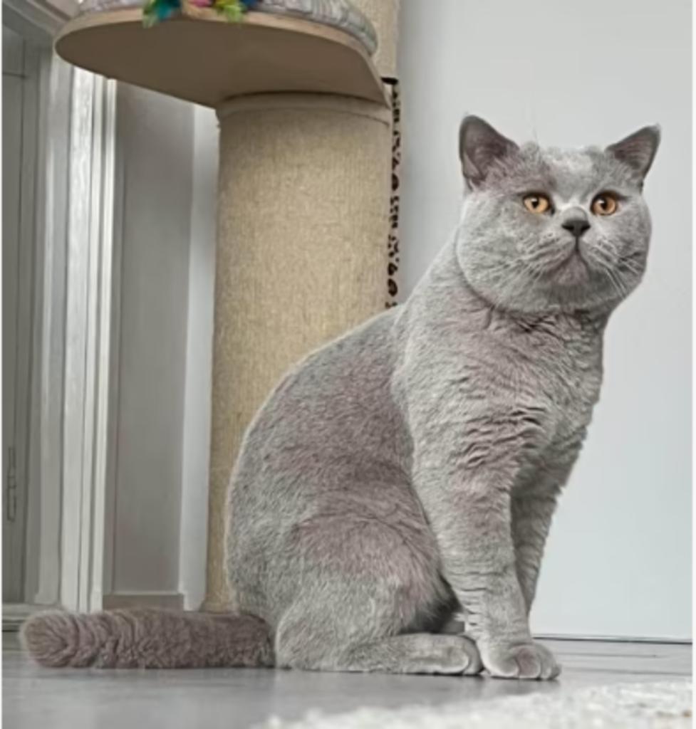 Ervaren dekkater Britse korthaar met stamboom, Dieren en Toebehoren, Katten en Kittens | Dekkaters, 3 tot 5 jaar