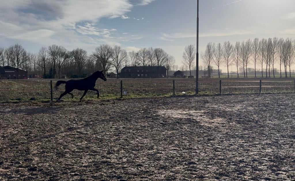 2 jarige hengst, Hengst, Dressuurpaard, Met stamboom, 0 tot 2 jaar