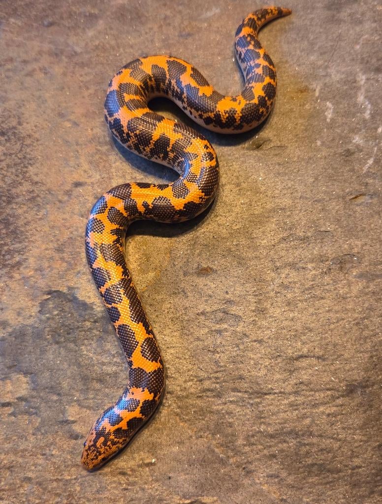 Keniaanse zandboa nk 25, Dieren en Toebehoren, Slang, Tam, 0 tot 2 jaar