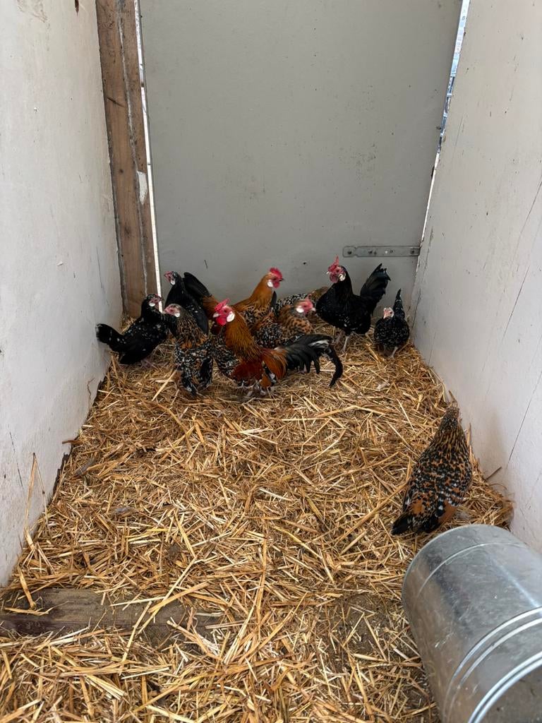 java krielen te koop, Dieren en Toebehoren, Pluimvee, Meerdere dieren, Kip