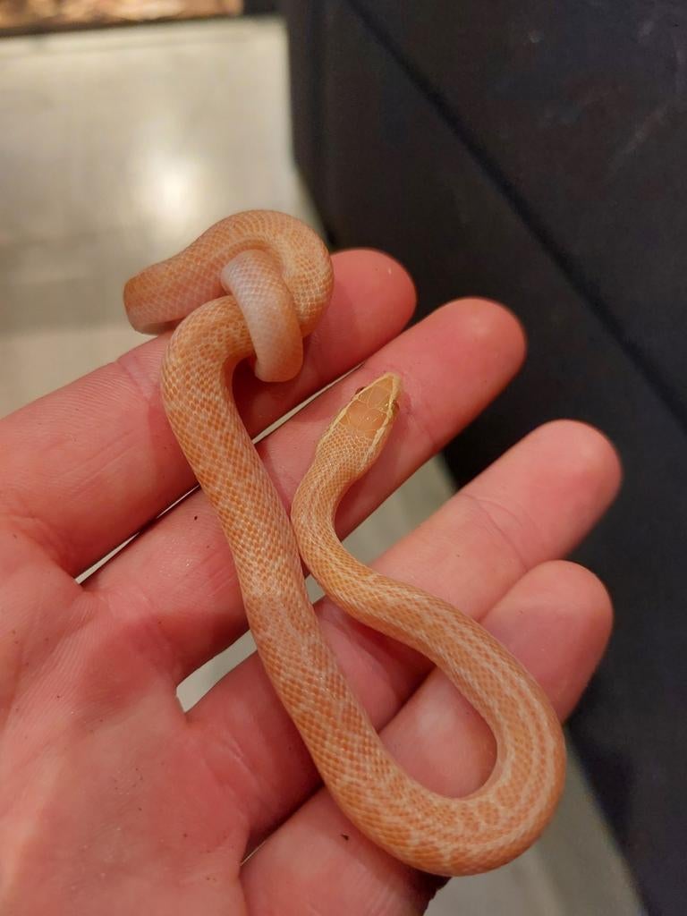 Afrikaanse huisslang albino jong., Dieren en Toebehoren, Slang, Tam, 0 tot 2 jaar