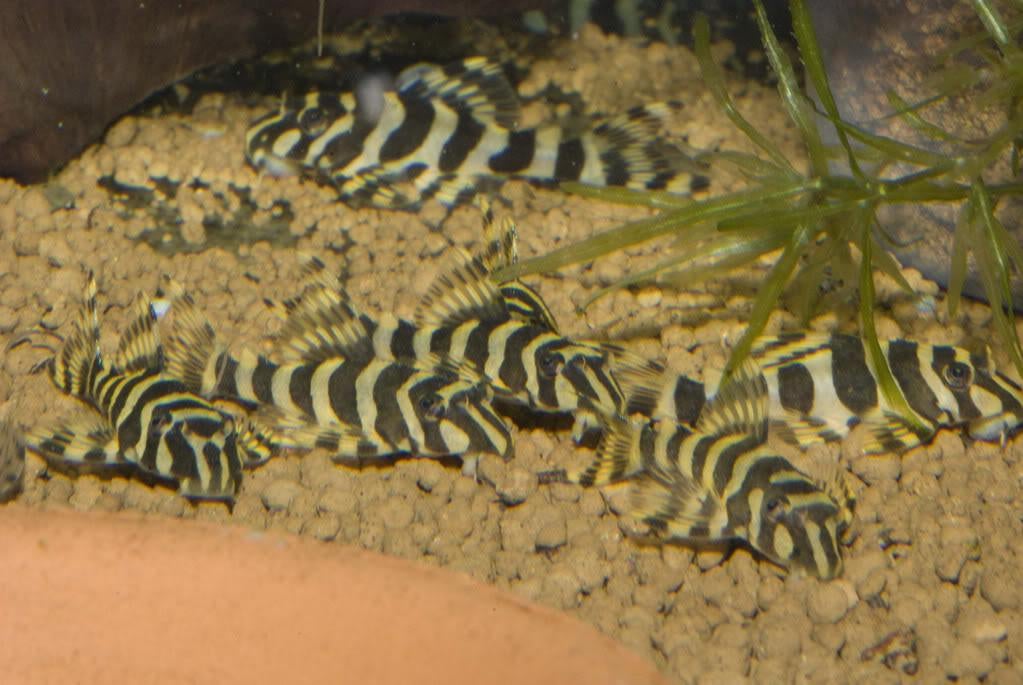 L-Nummers: L134 Peckoltia compta, Dieren en Toebehoren, Vis, Zoetwatervis