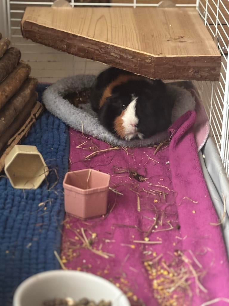 Te koop twee cavia’s, Dieren en Toebehoren, Cavia, Februari, Vrouwelijk, Tam