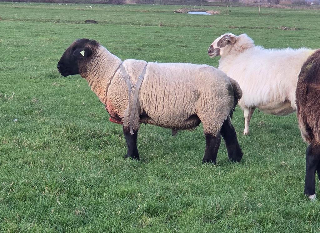 Overjarige suffolk ram stamboekgefokt, Dieren en Toebehoren, Mannelijk, Schaap