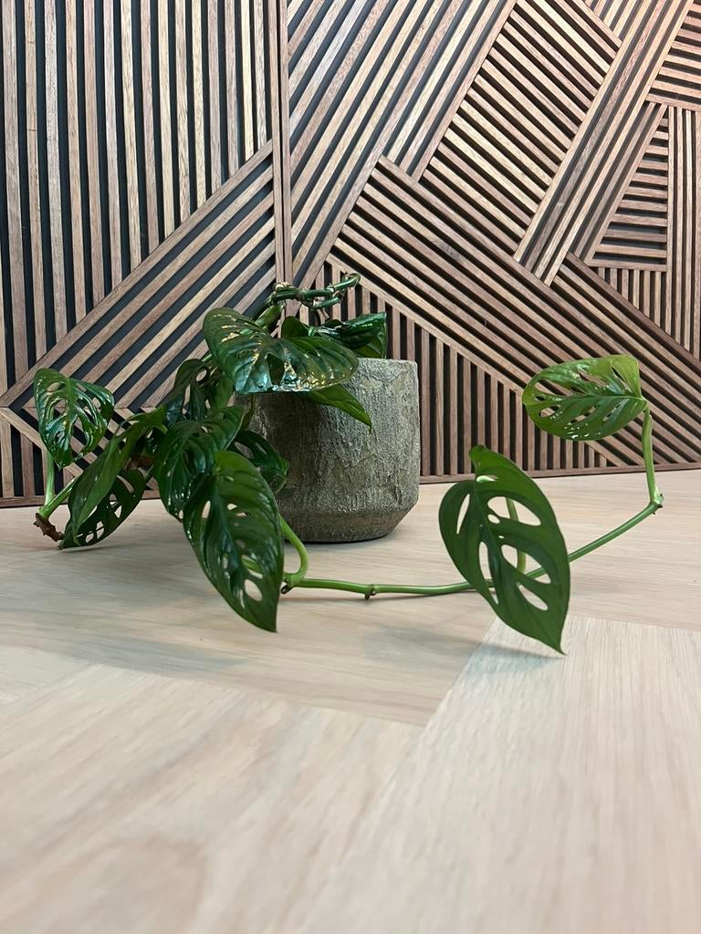 Monkey mask /Monstera plant incl binnen- en buitenpot, Ophalen, Halfschaduw, Minder dan 100 cm