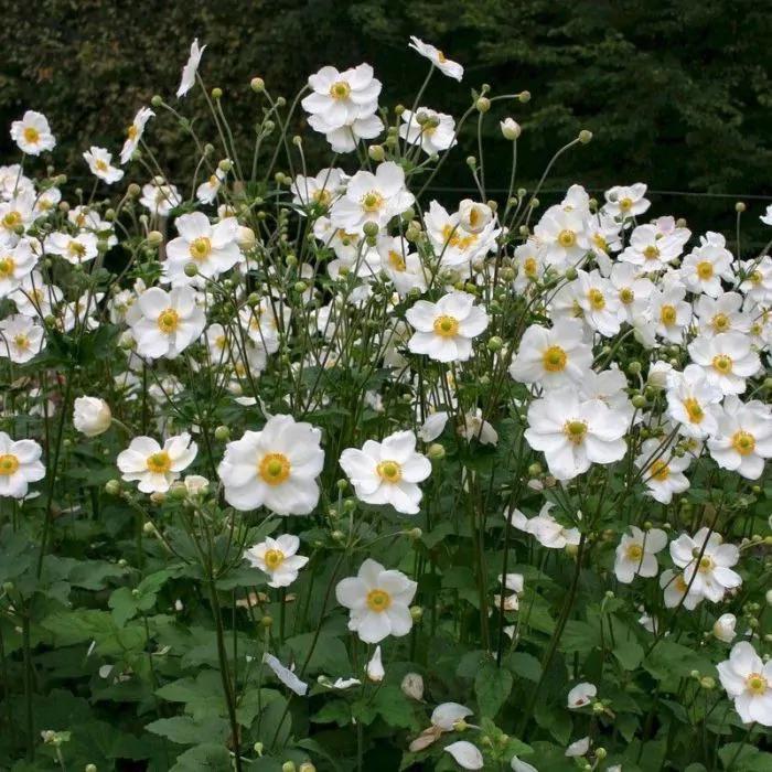Anemone 'Honorine Jobert' / Anemoon P9 pot, Ophalen of Verzenden, Vaste plant, Overige soorten, Halfschaduw