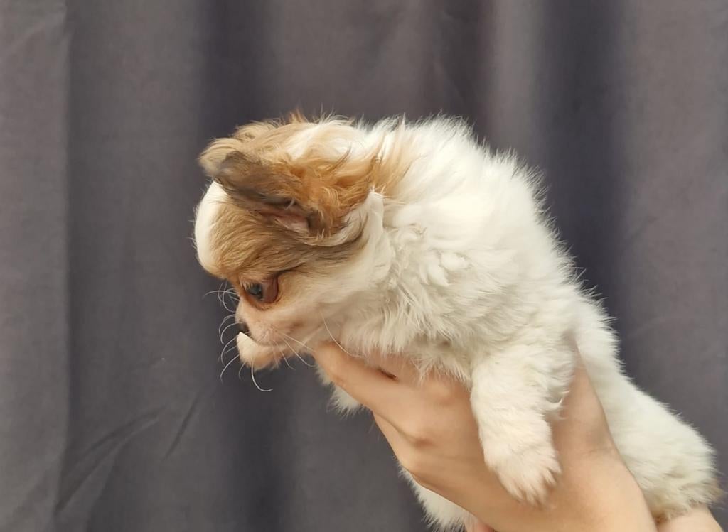 langharige chihuahua pup met raad van beheer stamboom, Parvo, Reu, 8 tot 15 weken, Eén hond