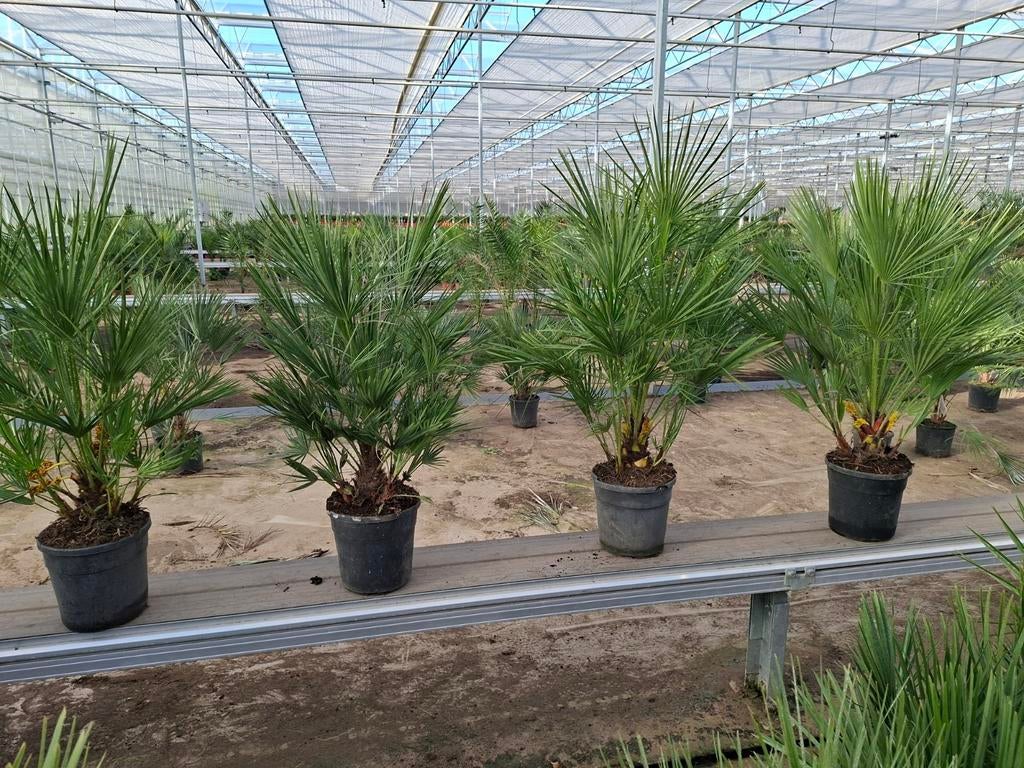 Chamaerops Humulis pot24 - Winterharde palm, Ophalen, Overige soorten, Volle zon