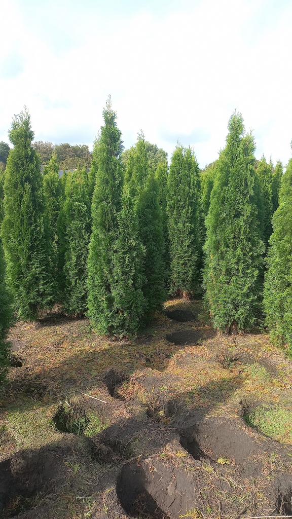 Mooie volle haagconiferen thuja smaragd 100 tot 250 cm, Ophalen of Verzenden, Conifeer, 100 tot 250 cm