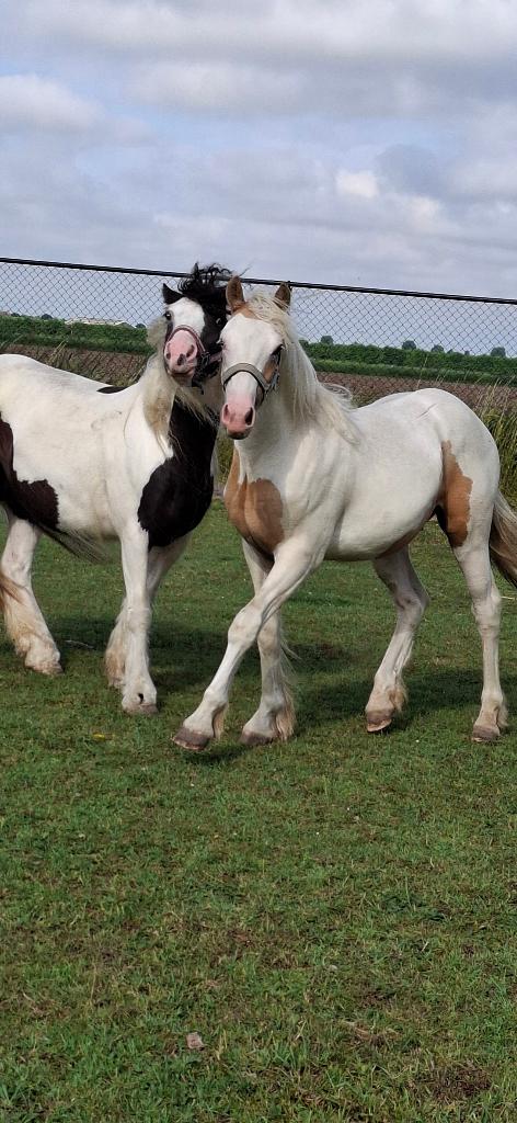 Tinker merrie/ Jaarling kruising Tinker x White Dream GF, Dieren en Toebehoren, Paarden, Minder dan 160 cm, Met stamboom, Niet van toepassing