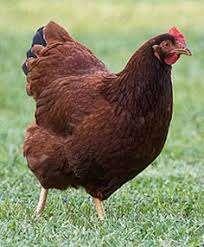 Rhode Ishlander kippen., Dieren en Toebehoren, Pluimvee, Vrouwelijk, Kip