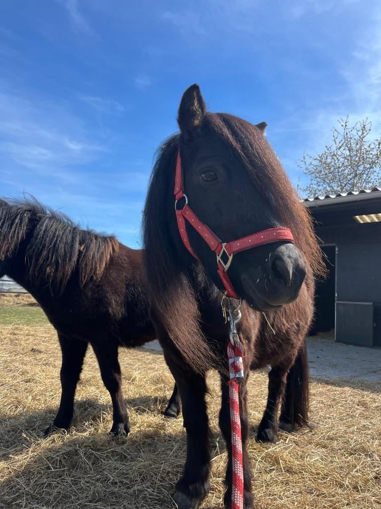 zwarte shetlander, Dieren en Toebehoren, Pony's, Merrie, Met stamboom, Niet van toepassing, A pony (tot 1.17m)