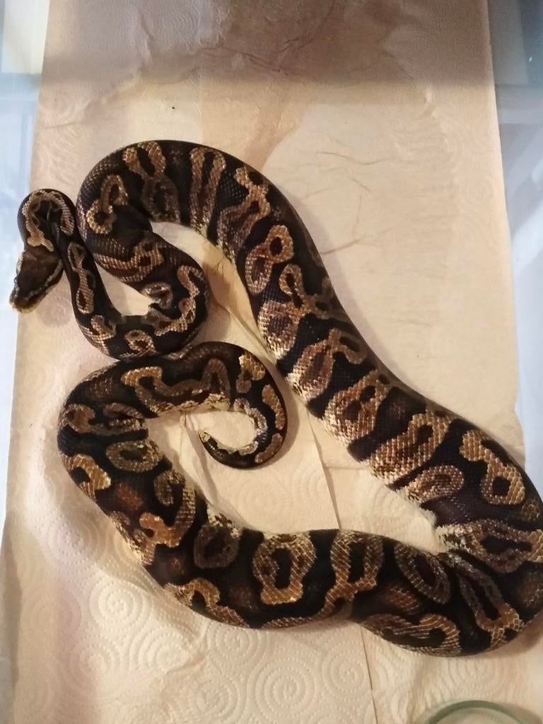 0.1 Python Regius Ball Python - female for sale from Norah Murray