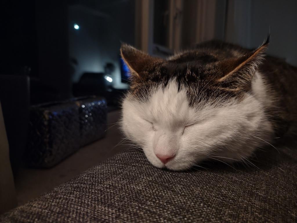 Lief nieuw thuis gezocht voor poes Bailey (14 jaar), Dieren en Toebehoren, Poes