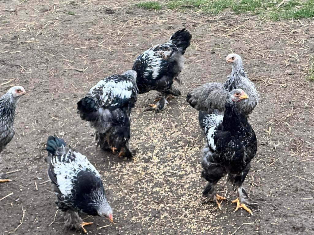 Brahma zilver partijs hanen, Dieren en Toebehoren, Mannelijk, Kip