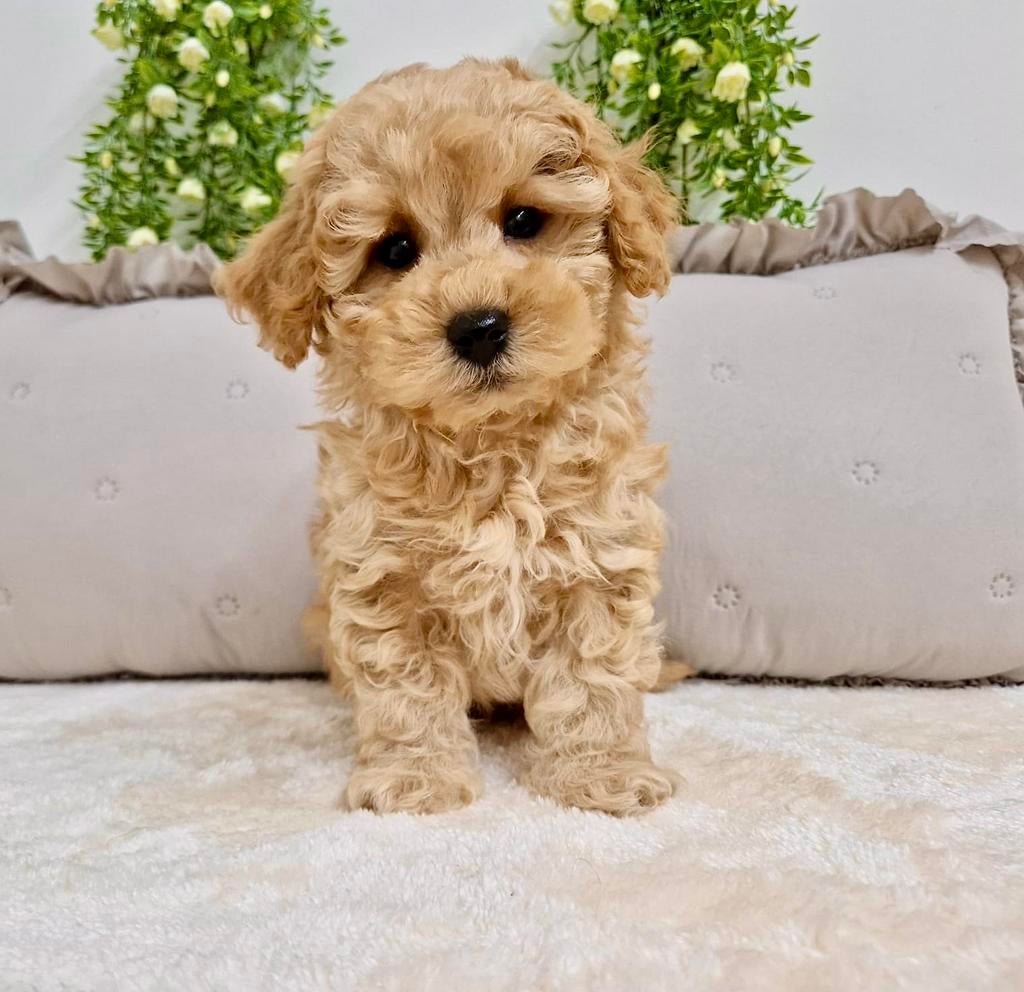 Prachtige boomer x toy poedel pups, Parvo, Nederland, Overige rassen, 8 tot 15 weken