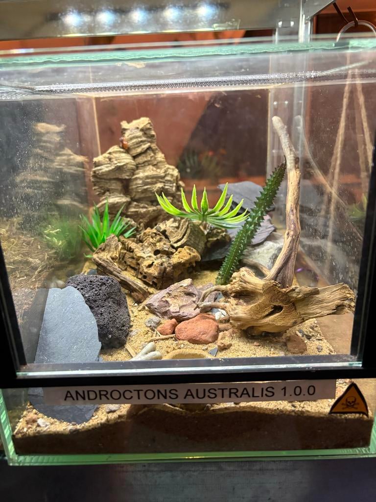 Schorpioenen met terrarium, Dieren en Toebehoren, Insecten en Spinnen, Spin of Schorpioen