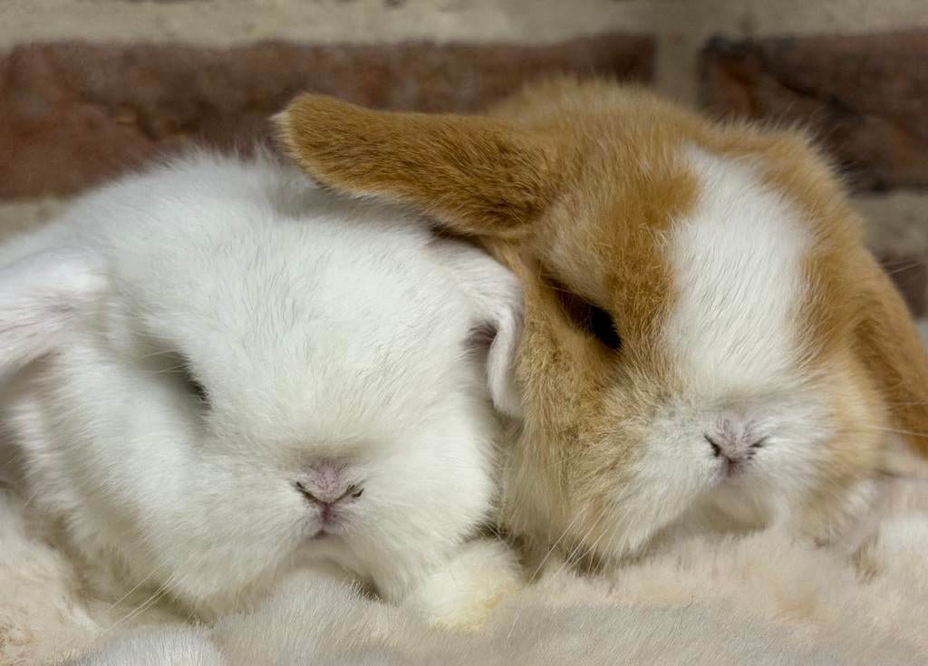 Prachtige minilop konijntjes! Evt met stamboom (fokkers), Dieren en Toebehoren, Konijnen, Meerdere dieren, Dwerg, Hangoor, 0 tot 2 jaar